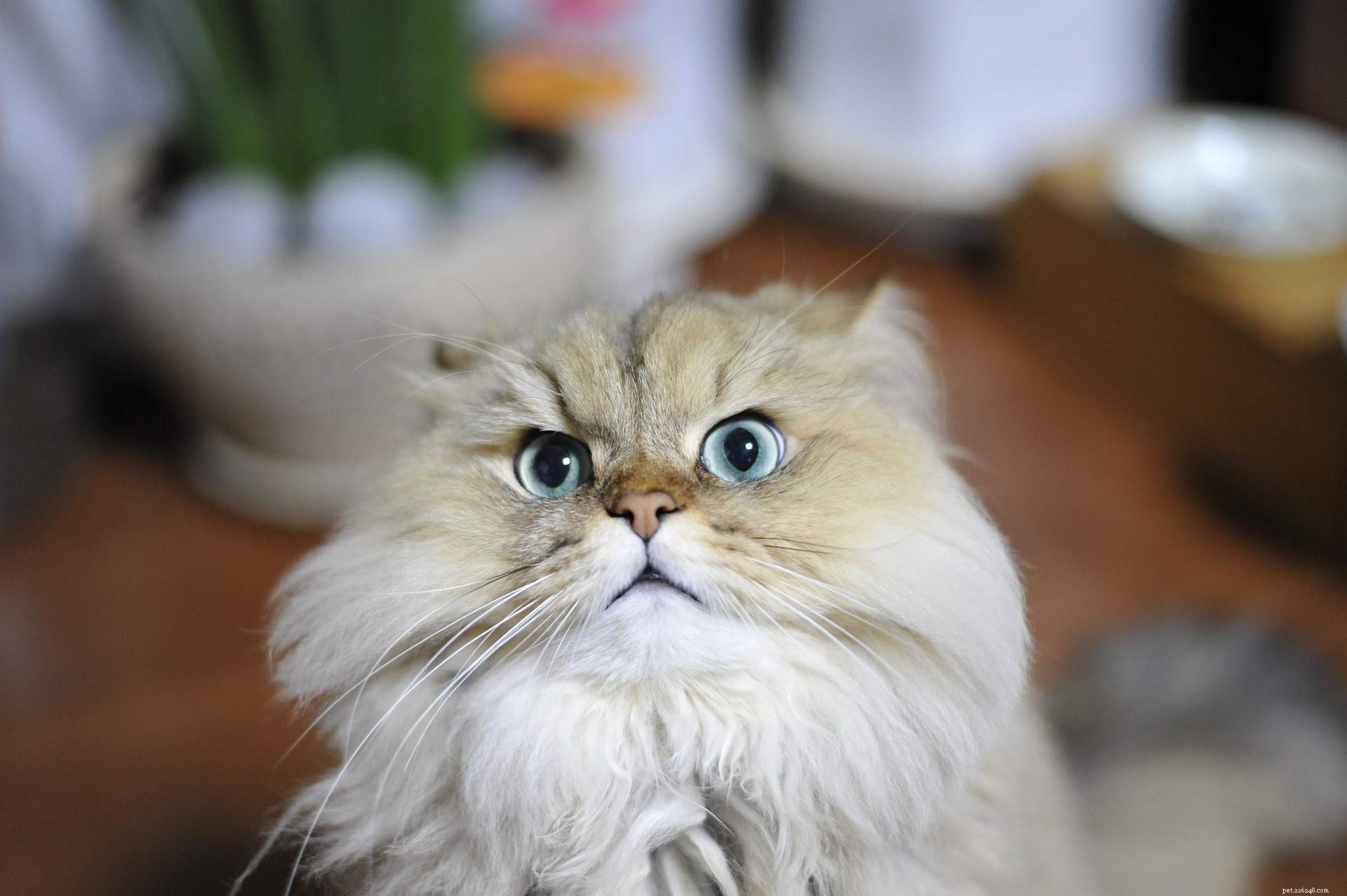 Discover 11 Stunning Persian Cats: Beauty, Origins, & Care