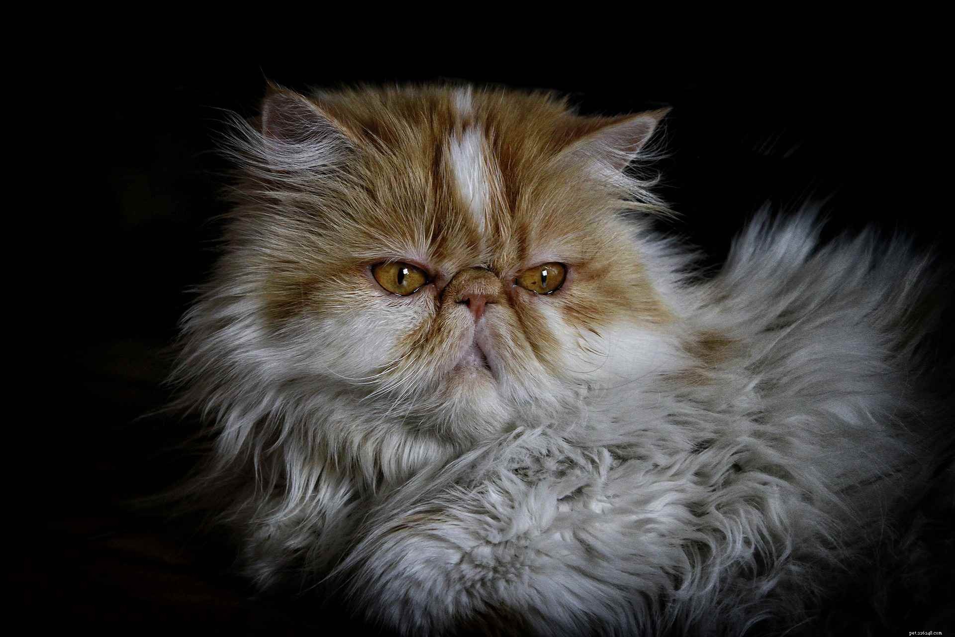 Discover 11 Stunning Persian Cats: Beauty, Origins, & Care