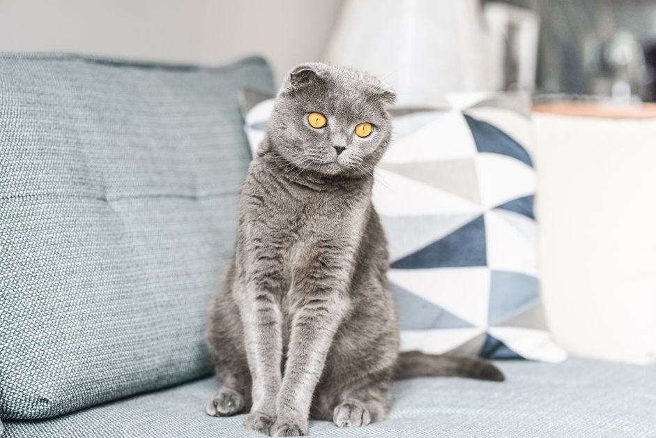 Scottish Fold Cat Profile: Traits, Care, and Adoption Guide