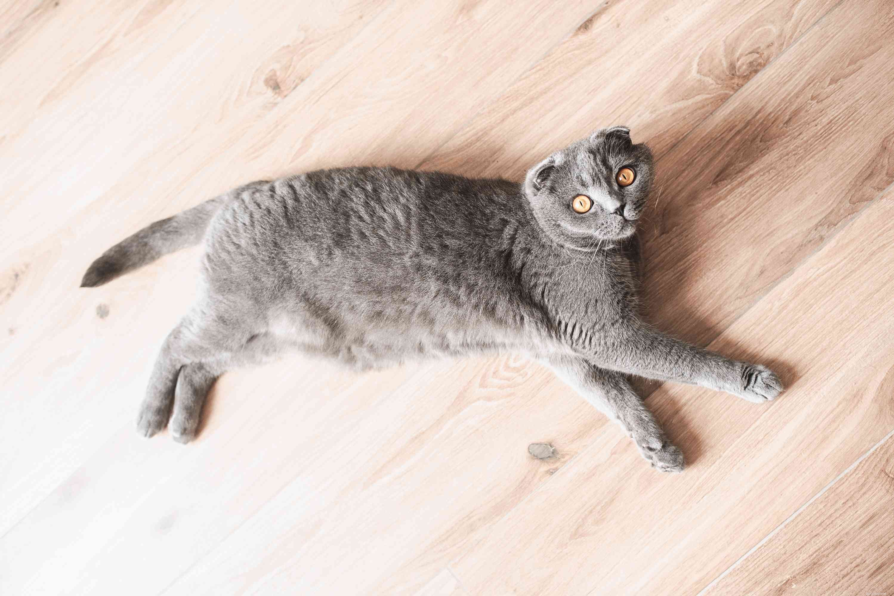 Scottish Fold Cat Profile: Traits, Care, and Adoption Guide