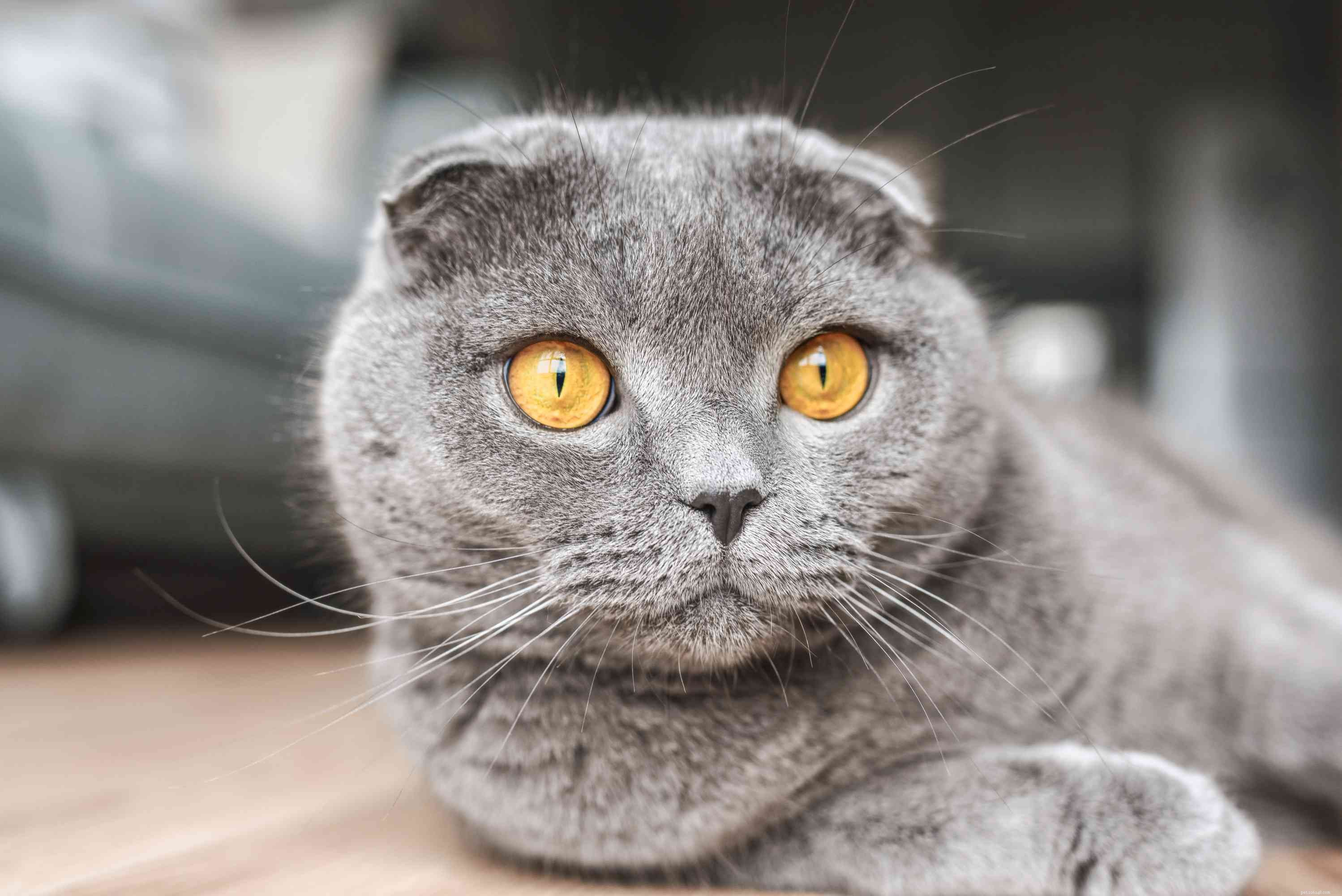 Scottish Fold Cat Profile: Traits, Care, and Adoption Guide