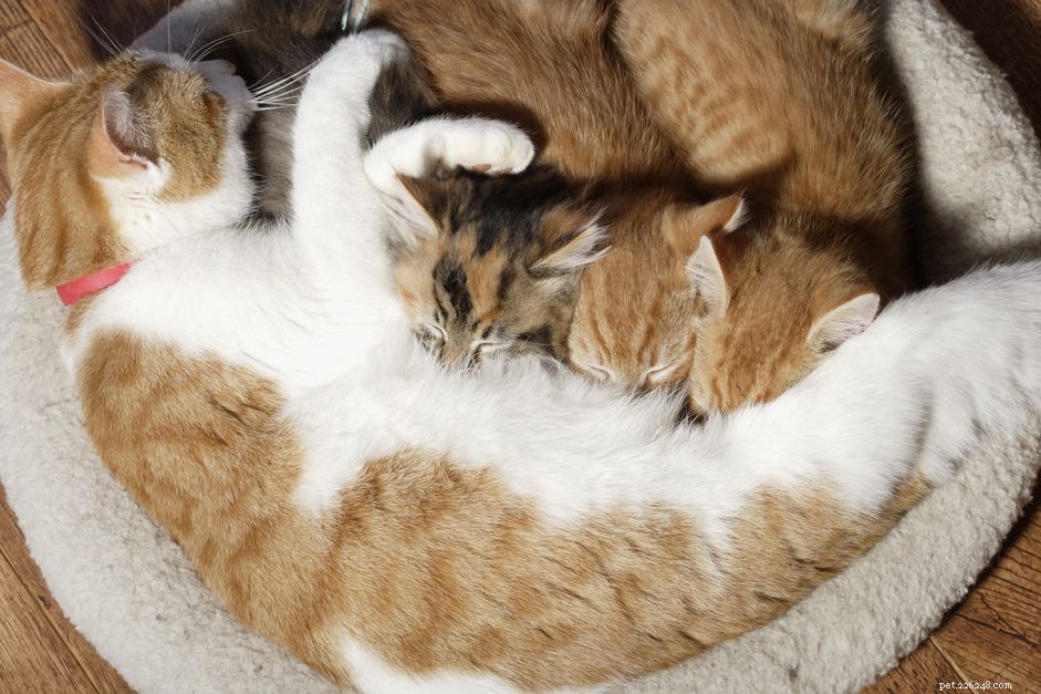 Optimal Separation Timing: How Long Kittens Should Stay With Their Mother