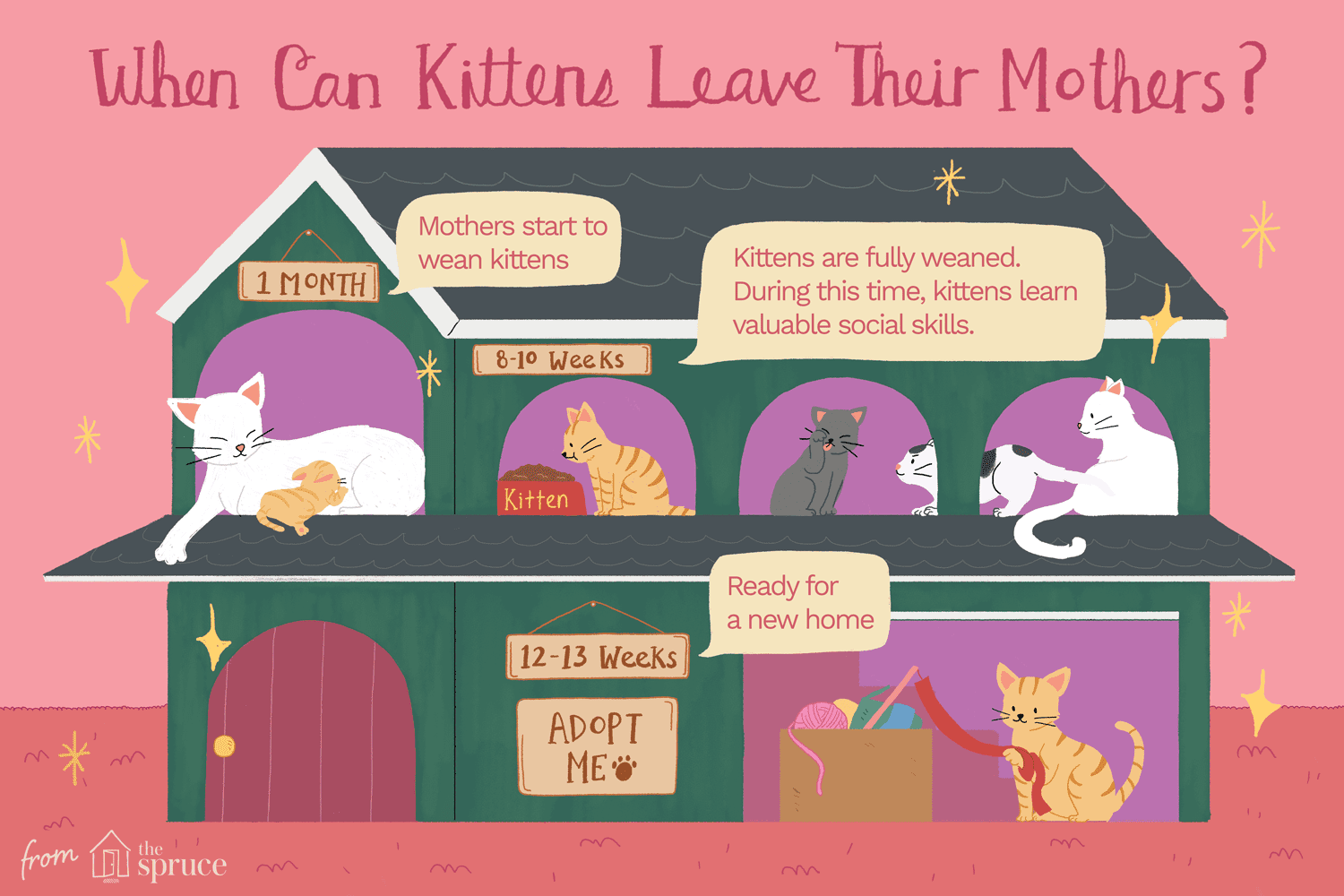Optimal Separation Timing: How Long Kittens Should Stay With Their Mother
