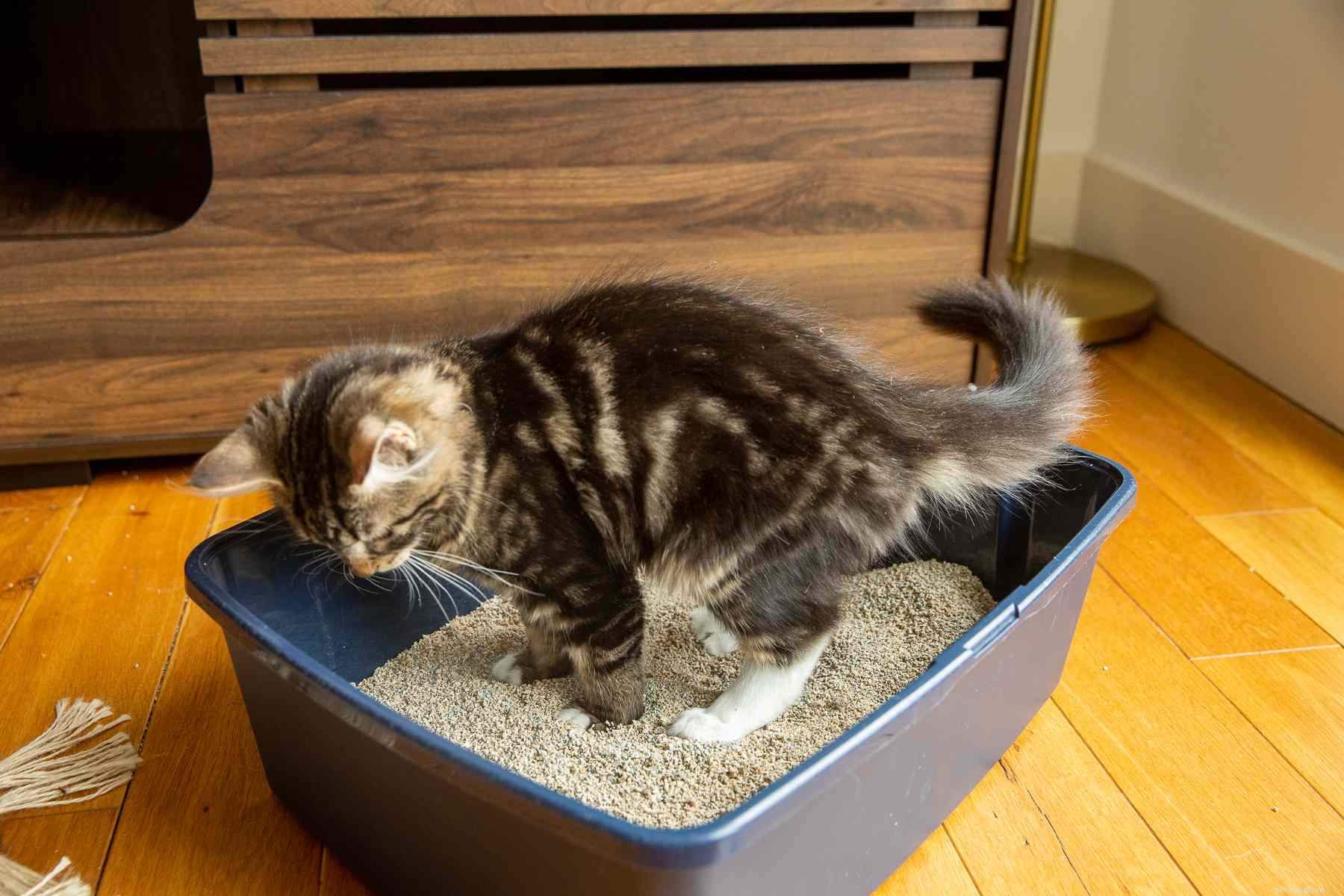 Stop Kitten Misbehavior: Proven Training Techniques