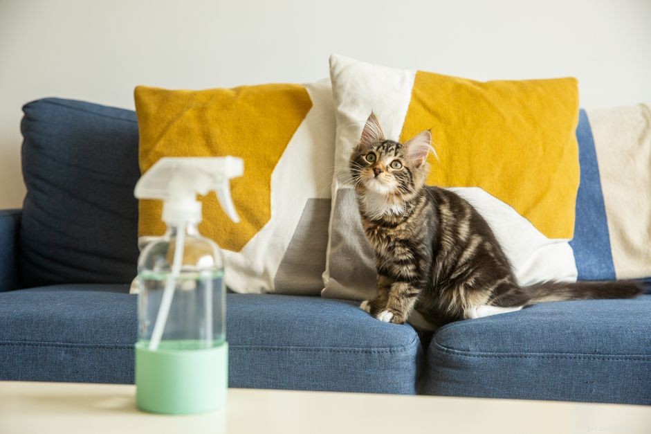 Stop Kitten Misbehavior: Proven Training Techniques