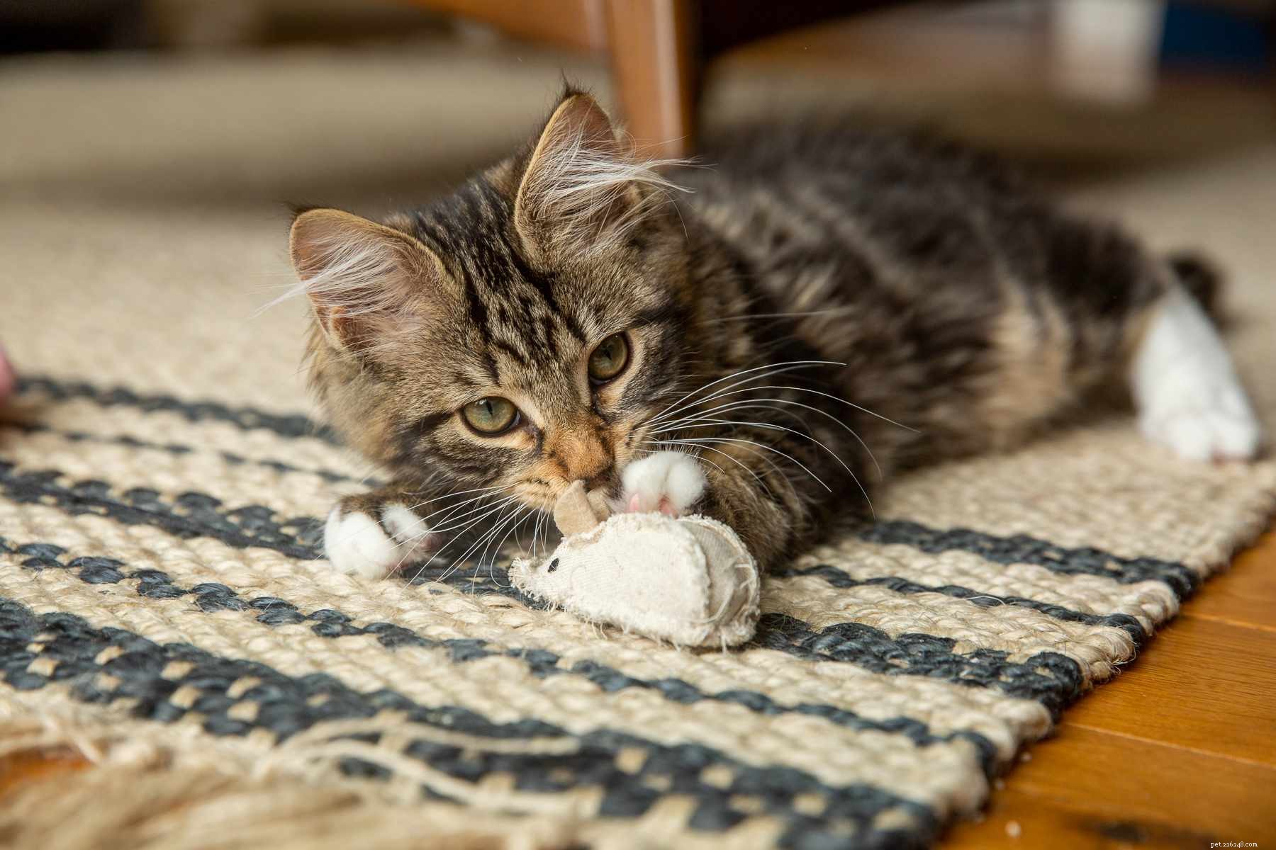 Stop Kitten Misbehavior: Proven Training Techniques