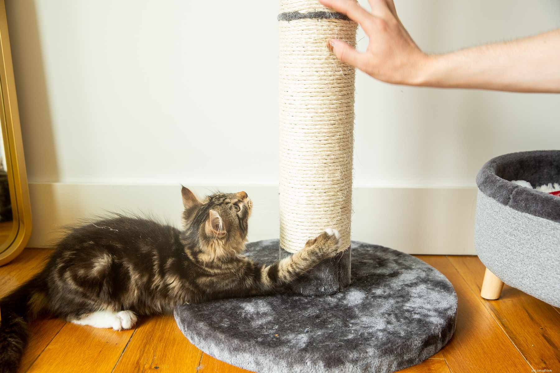 Stop Kitten Misbehavior: Proven Training Techniques