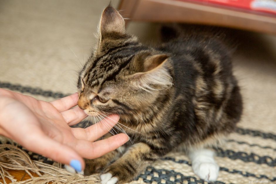 Prevent Kitten Scratching & Biting: Proven Strategies for Gentle Play