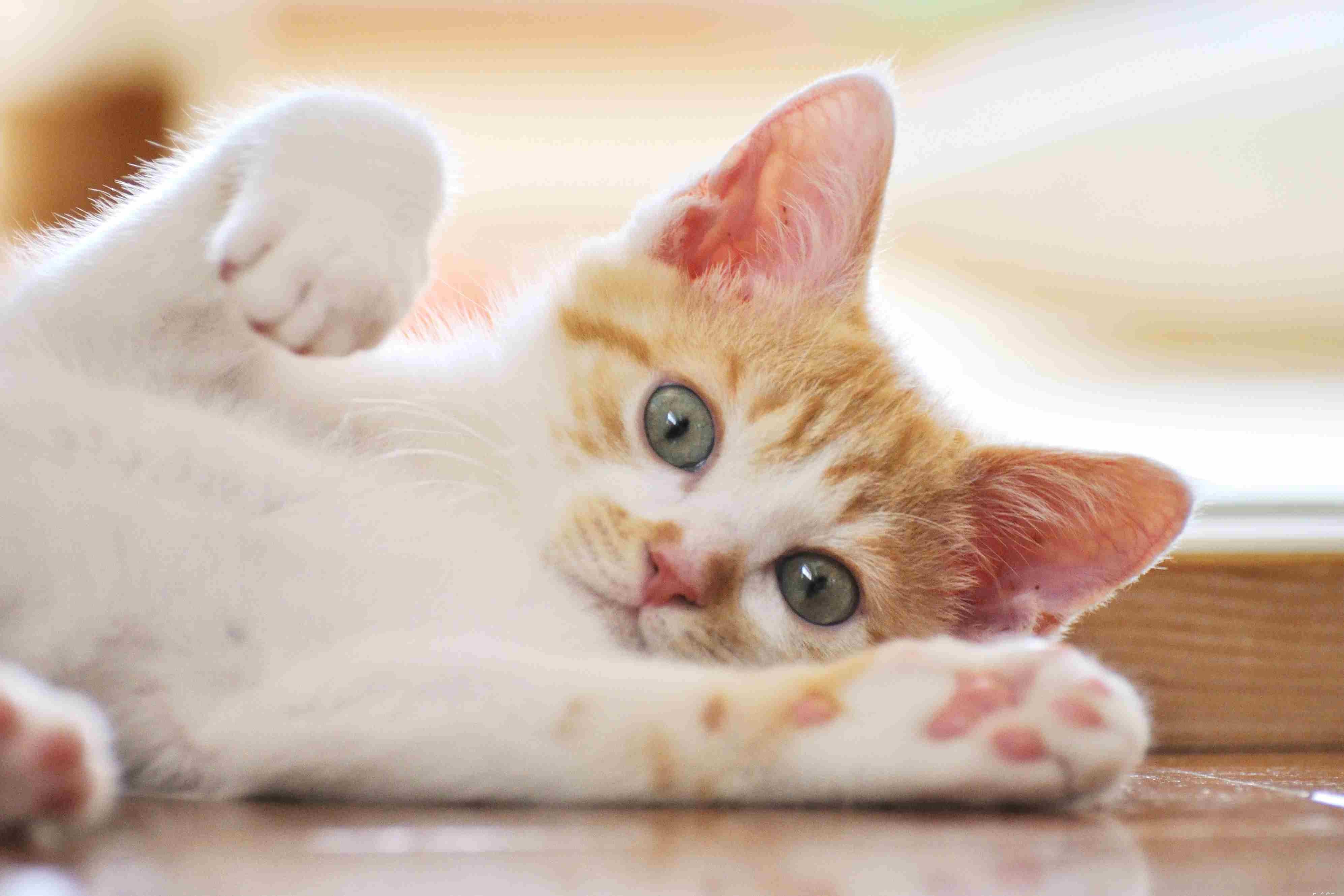 Kittens  Common Health Issues: Causes, Prevention, and Care
