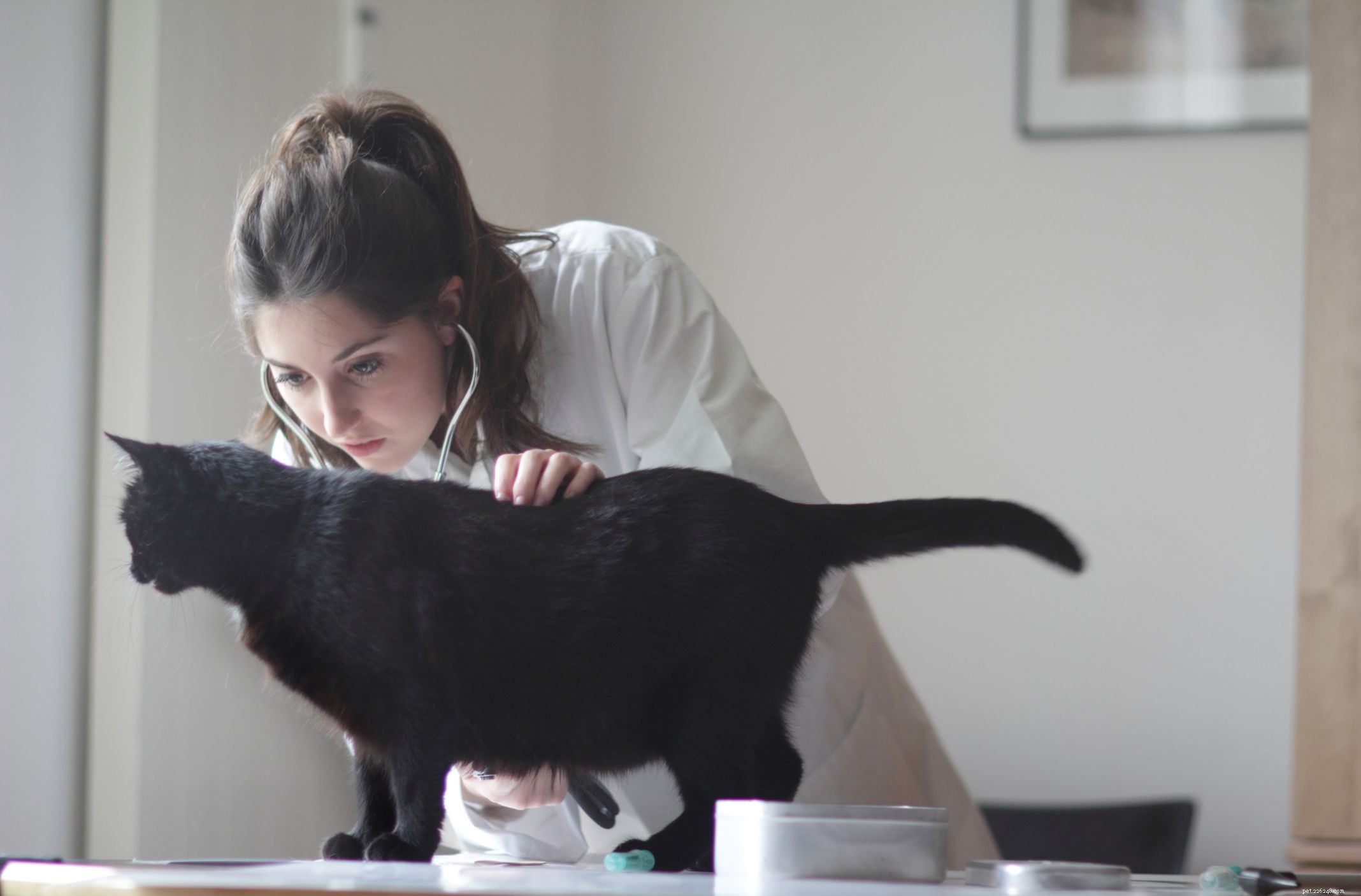 Kittens  Common Health Issues: Causes, Prevention, and Care