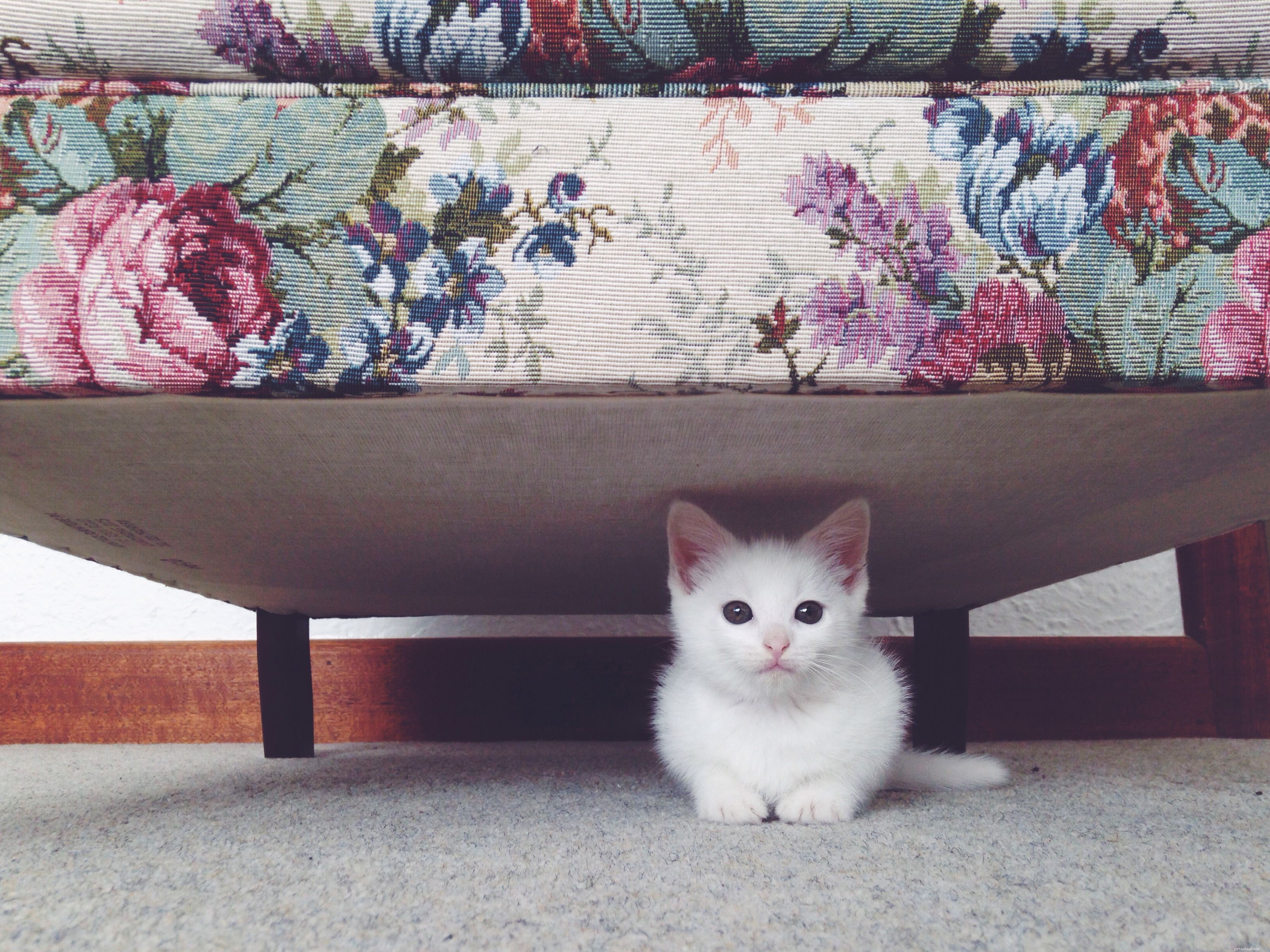 Kittens  Common Health Issues: Causes, Prevention, and Care