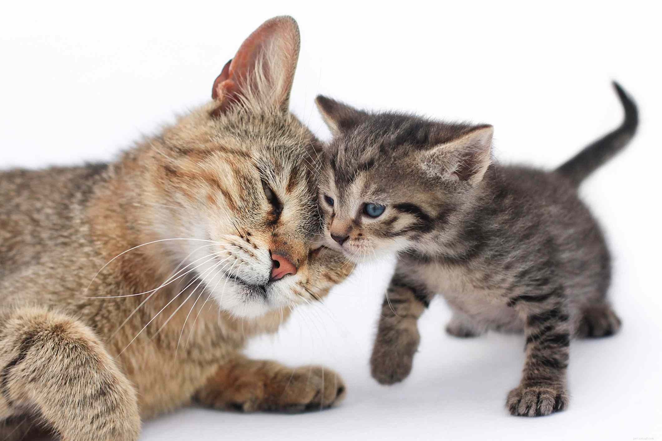 Kittens  Common Health Issues: Causes, Prevention, and Care