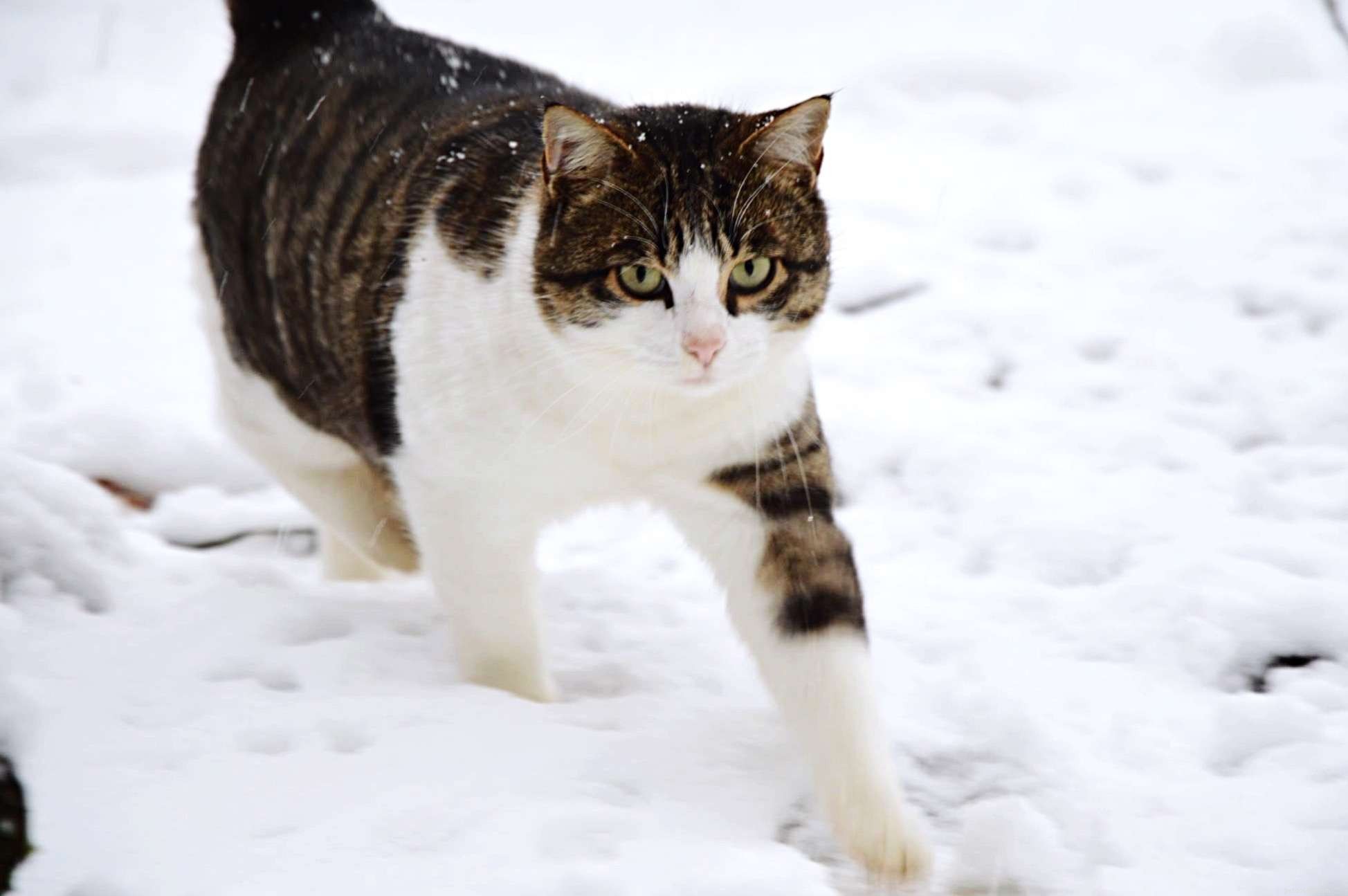 Kittens  Common Health Issues: Causes, Prevention, and Care