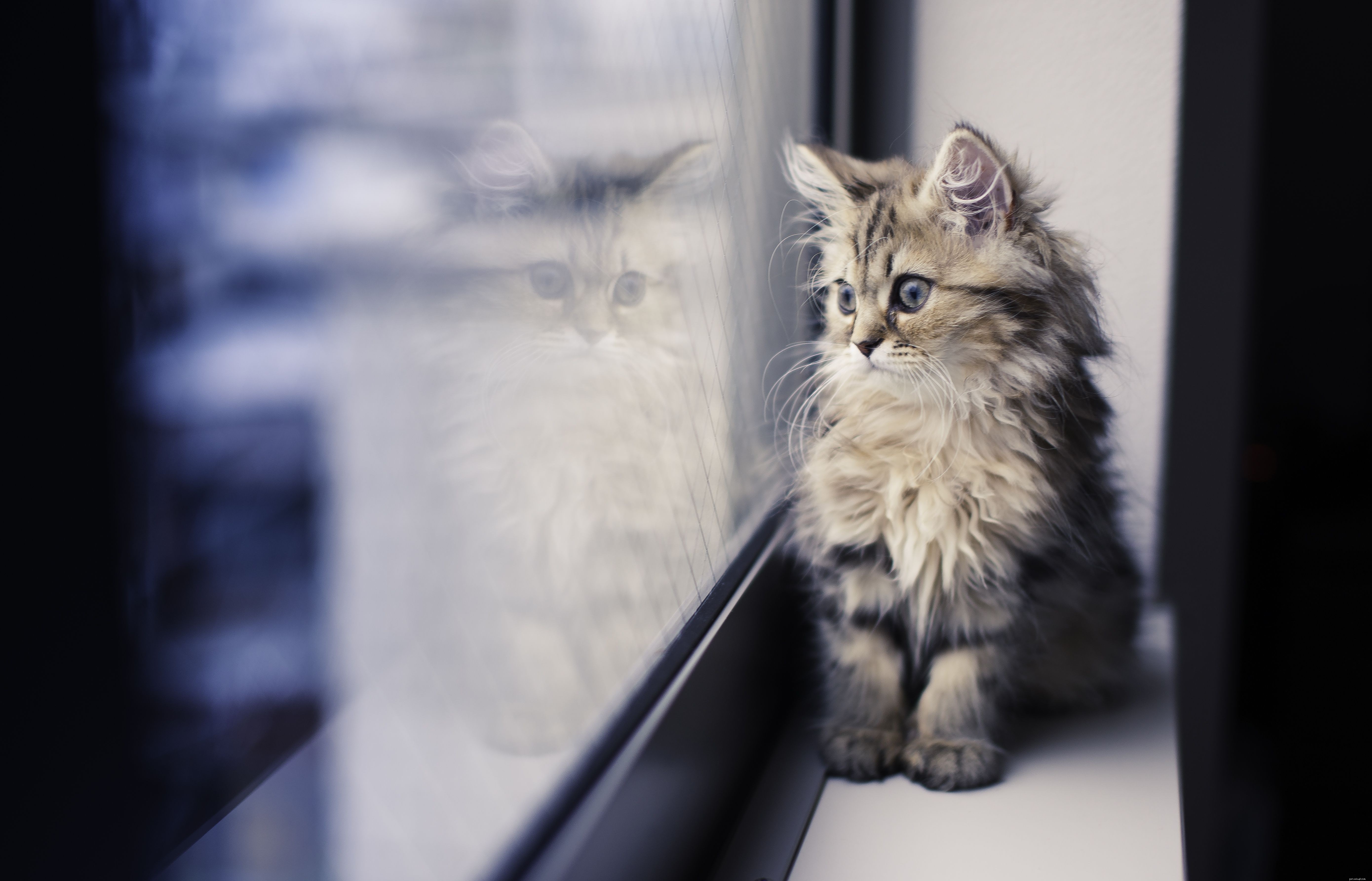 Kittens  Common Health Issues: Causes, Prevention, and Care