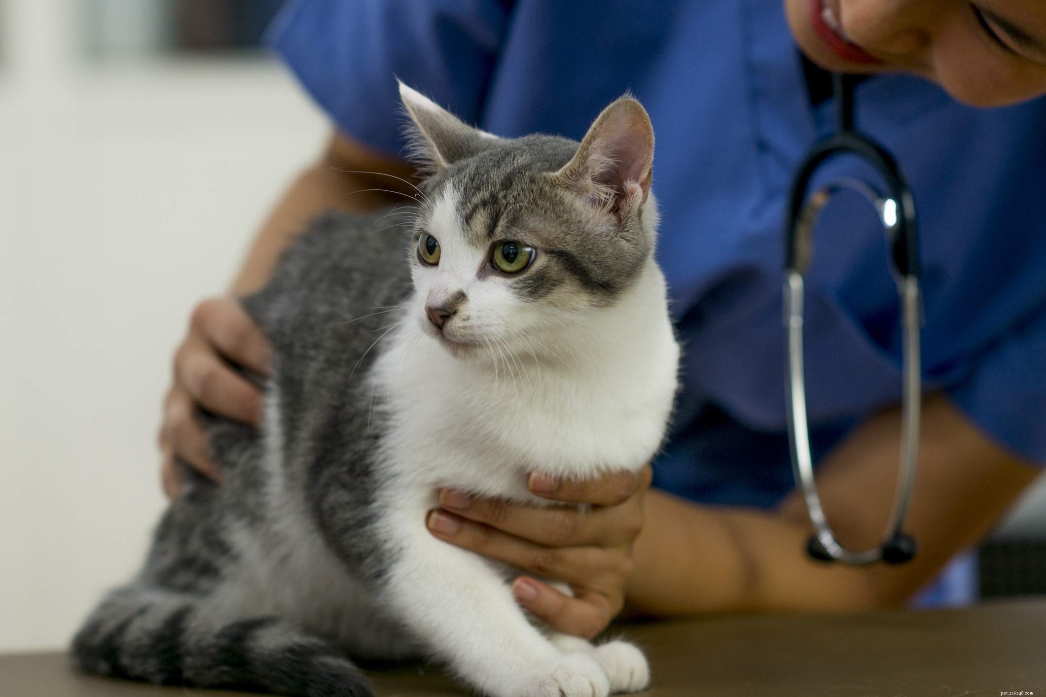 Kittens  Common Health Issues: Causes, Prevention, and Care