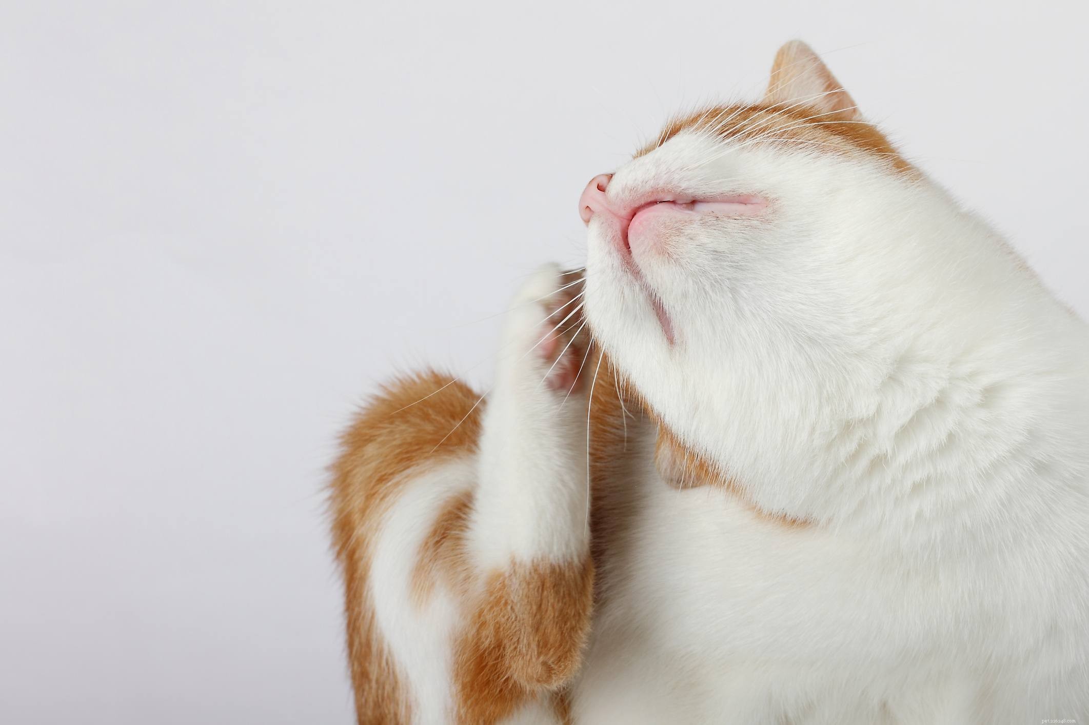 Kittens  Common Health Issues: Causes, Prevention, and Care