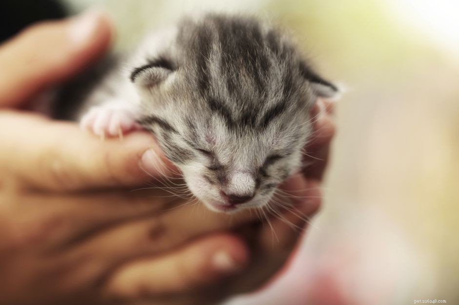 Fading Kitten Syndrome: Key Insights for Cat Care