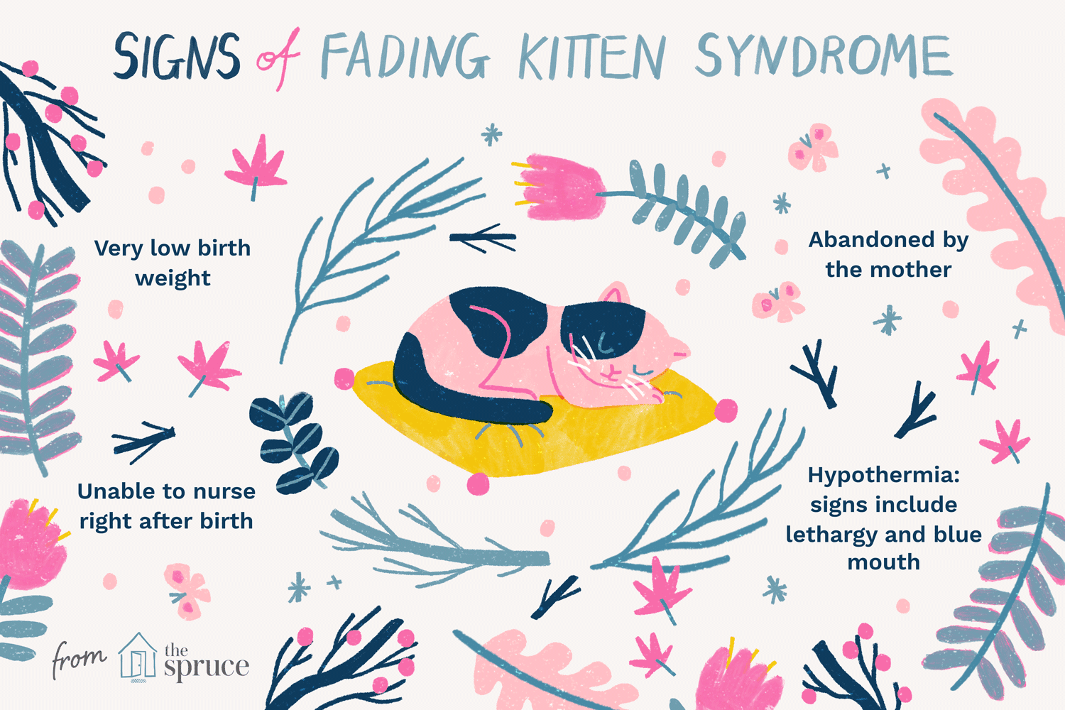 Fading Kitten Syndrome: Key Insights for Cat Care