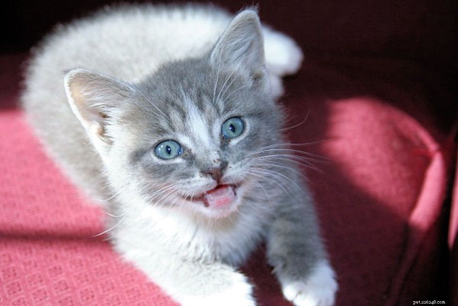 Managing Sneezing in Cats & Kittens: Causes, Treatments & Prevention