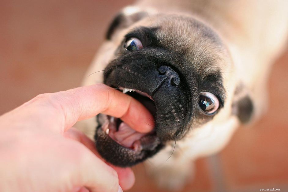 Prevent Dog Bites: Proven Training Techniques