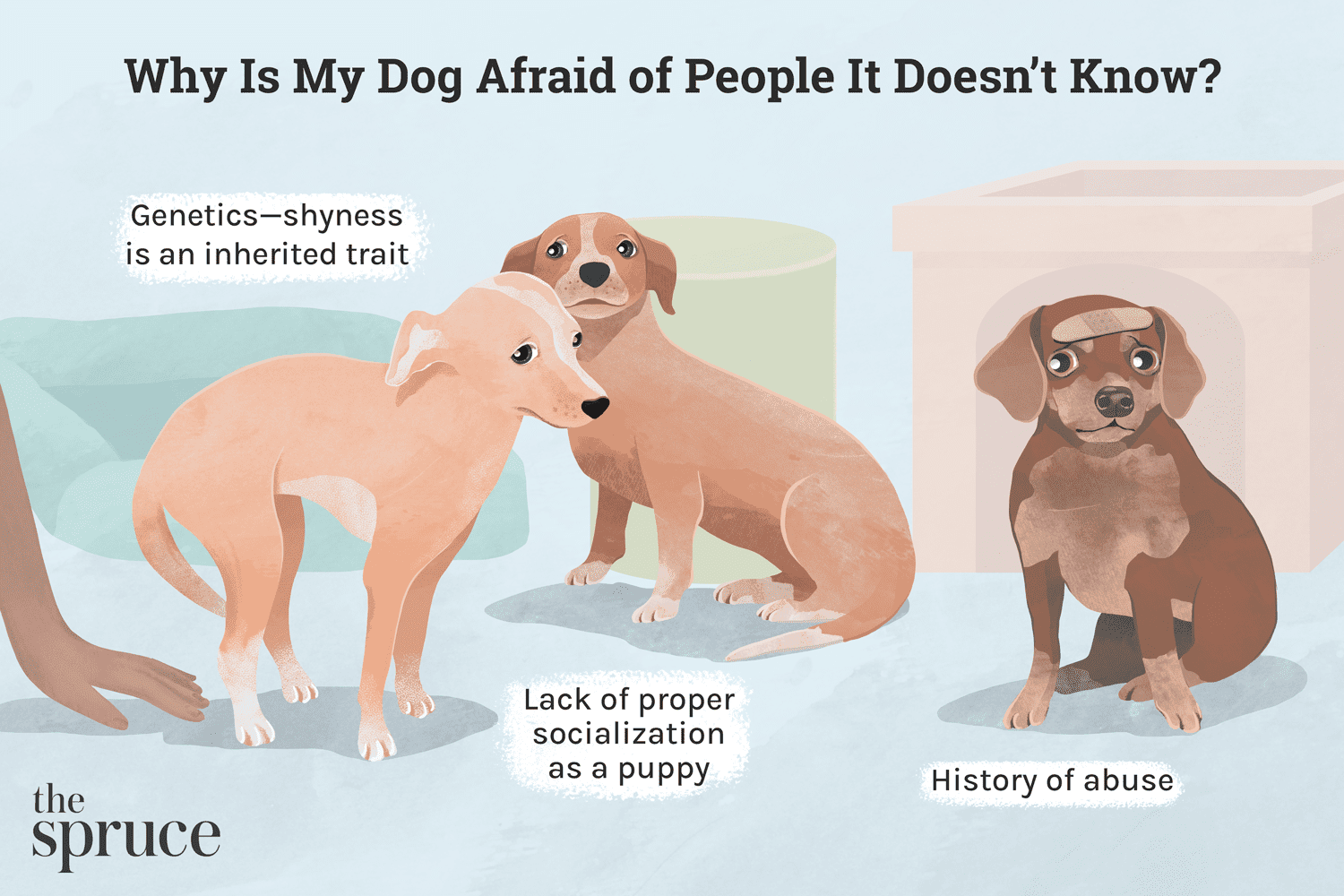 Relieve Your Dog’s Fear of Strangers: Proven Strategies