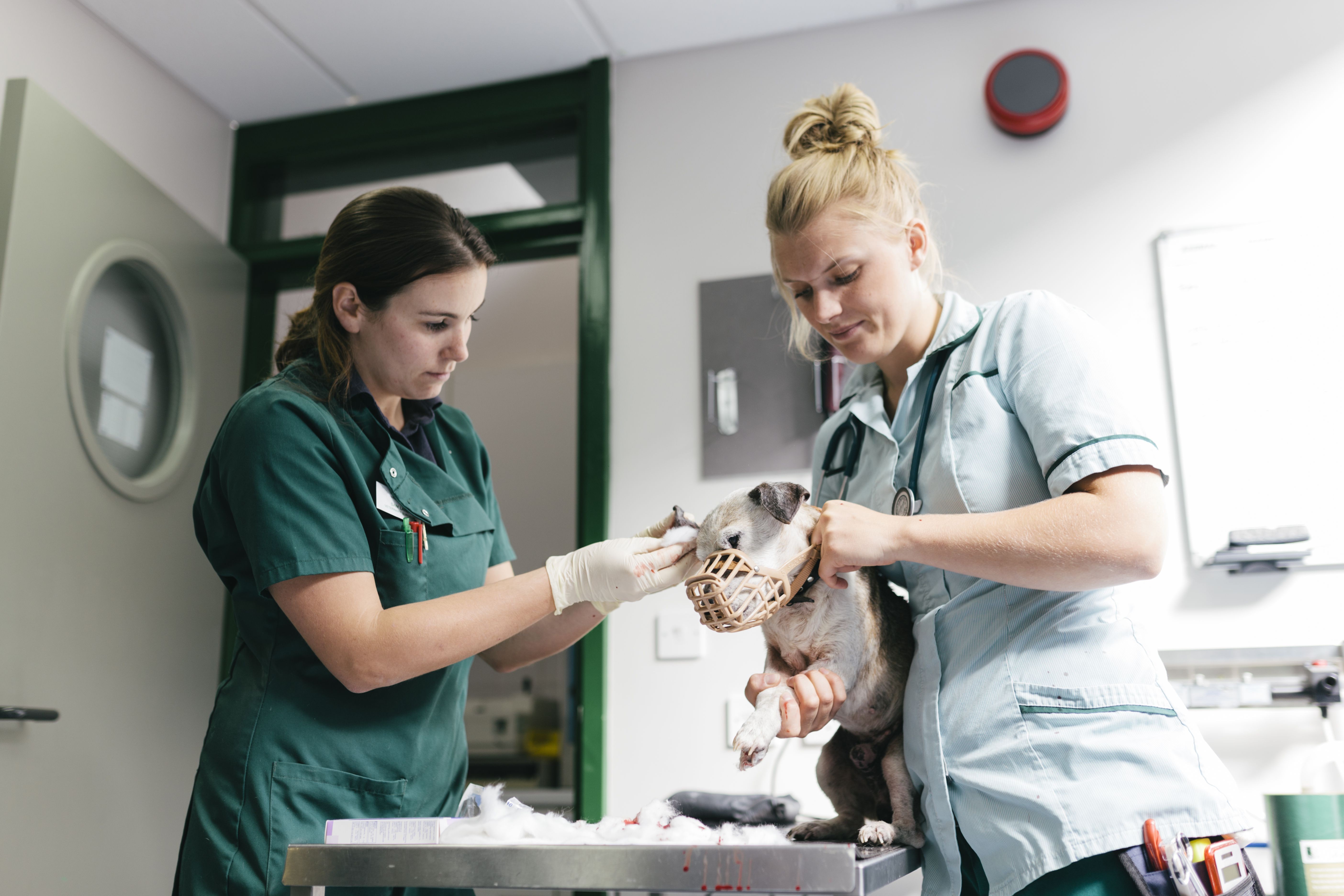 Easing Your Dog’s Vet Anxiety: Proven Steps to Reduce Fear and Stress