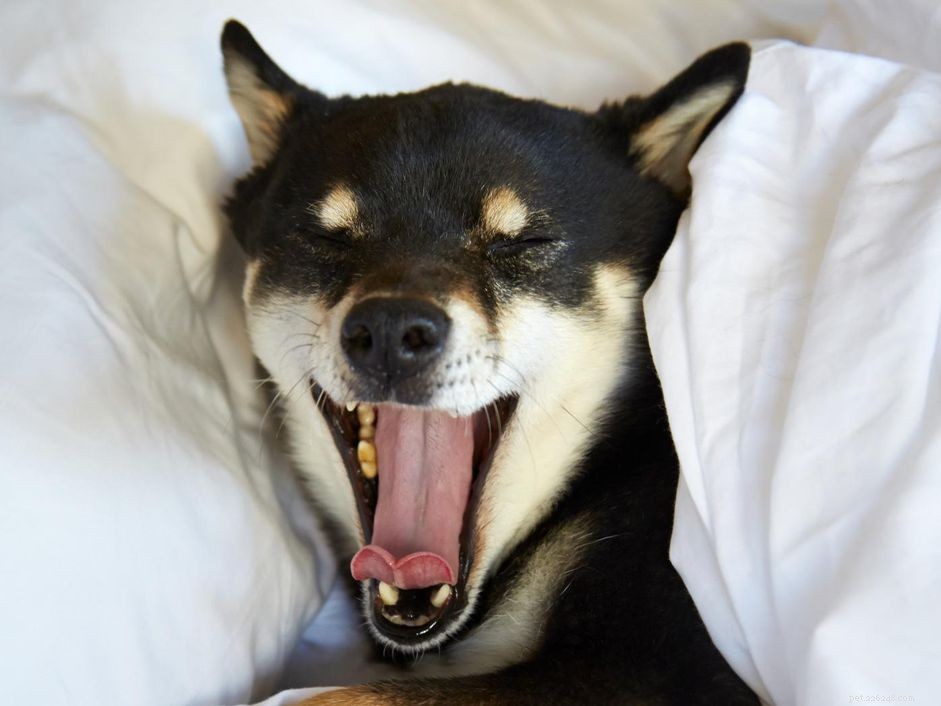 Understanding Dog Communication: How Appeasement Gestures Reveal Their Feelings