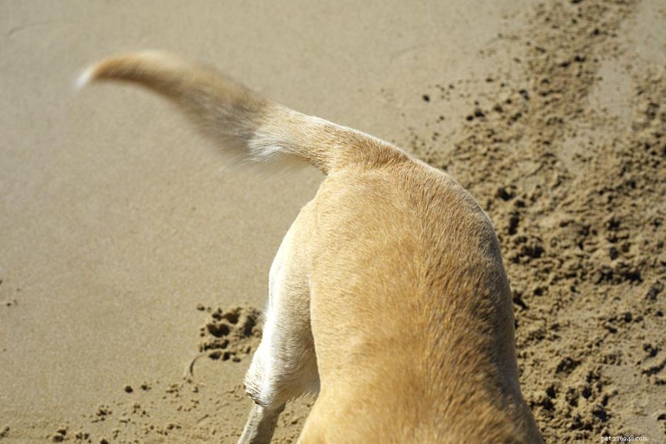 Understanding the Different Meanings Behind a Dog’s Wagging Tail