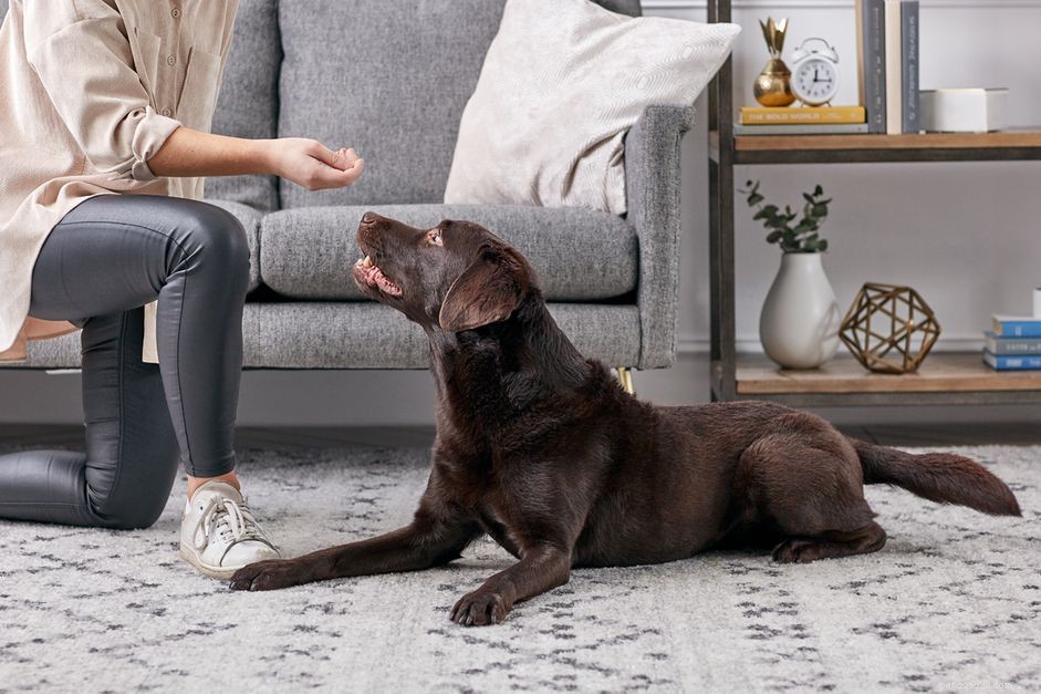 Master Labrador Training: Proven Techniques for a Well‑Balanced, Obedient Companion