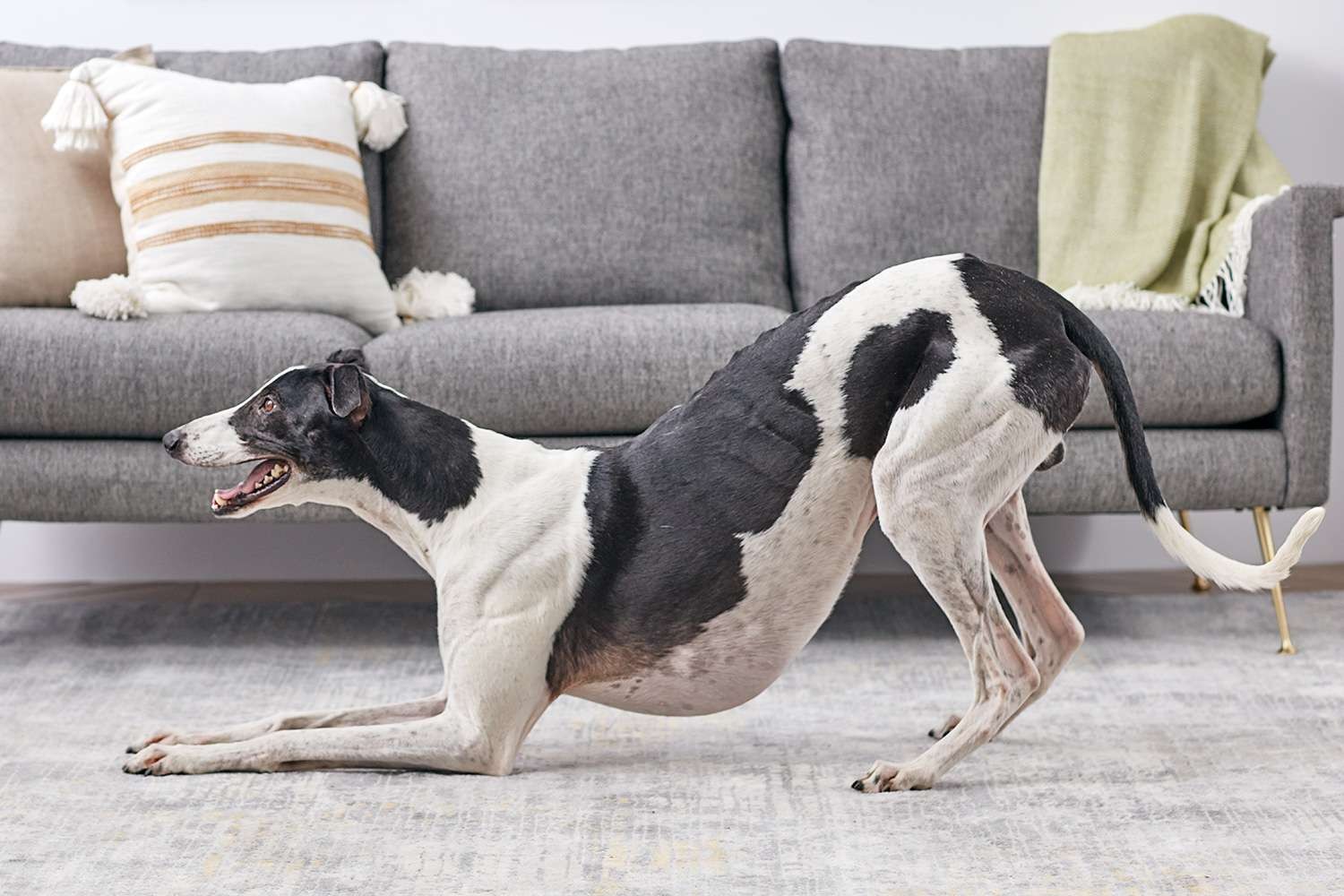 Understanding Your Dog s Play Bow: Why They Bow and What It Signals