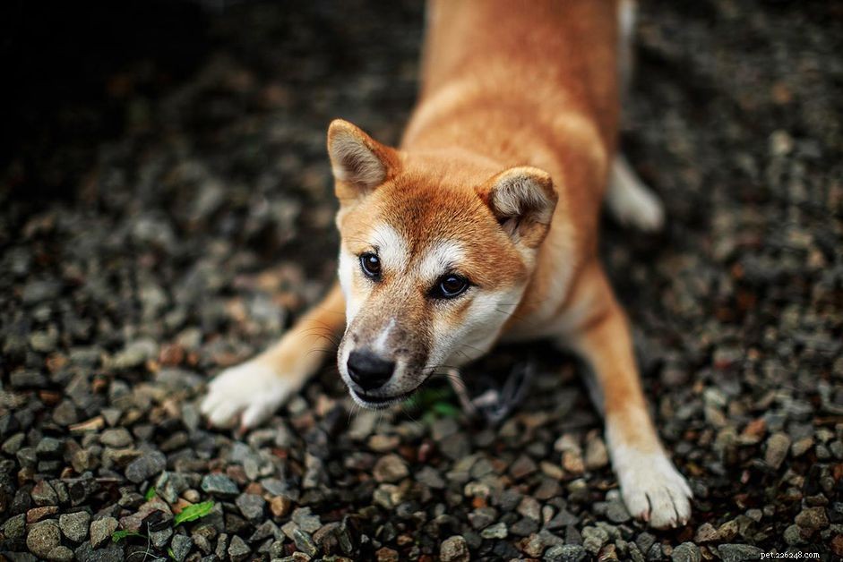 Understanding Your Dog s Play Bow: Why They Bow and What It Signals