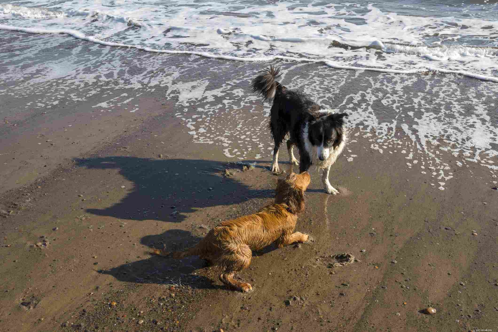 Understanding Your Dog s Play Bow: Why They Bow and What It Signals
