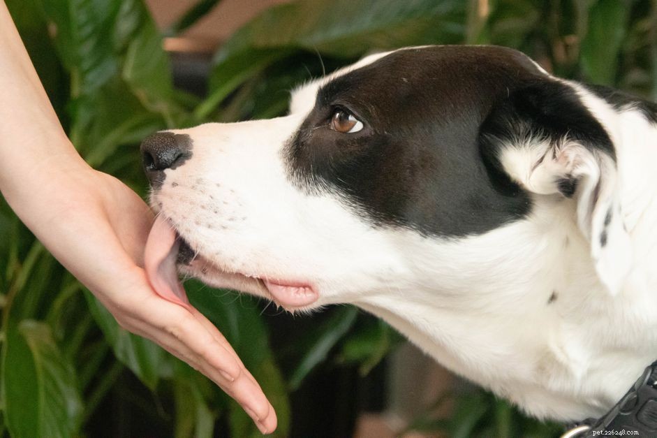 Why Do Dogs Lick People? A Trusted Guide to Their Affectionate Habit