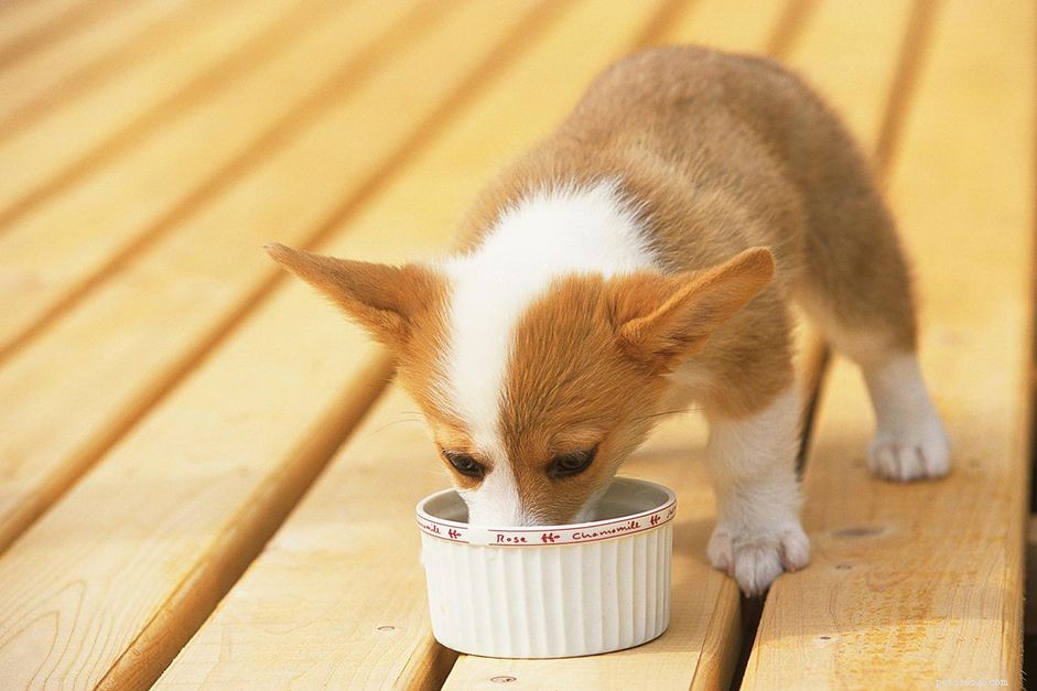 Master Dog Training with Structured Routines