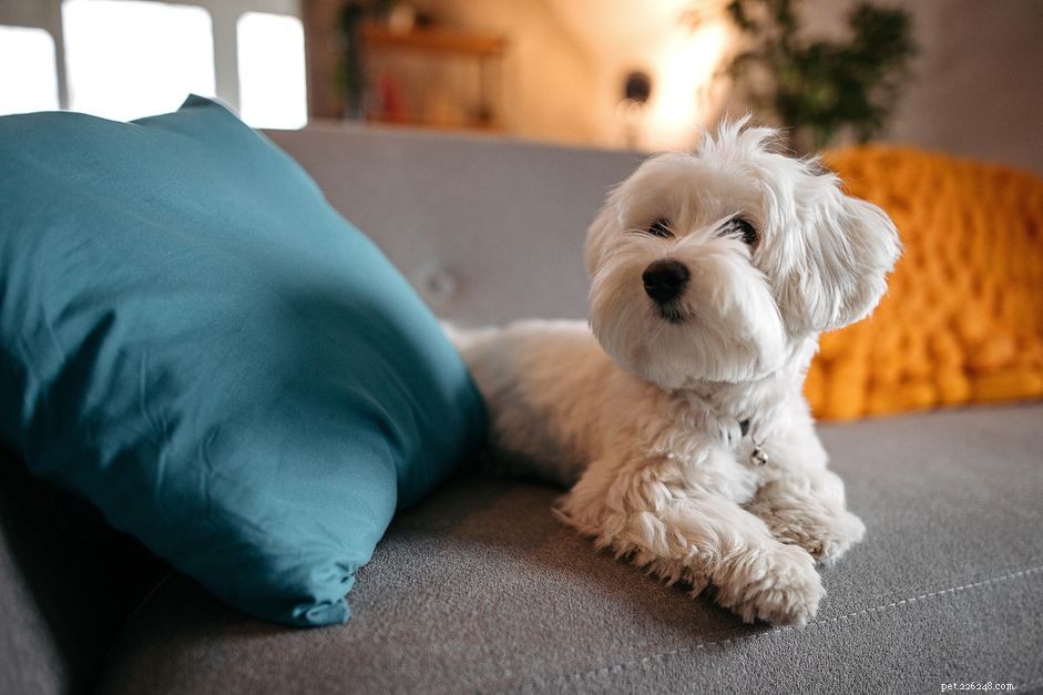 Average Lifespan of Small Dog Breeds: What to Expect