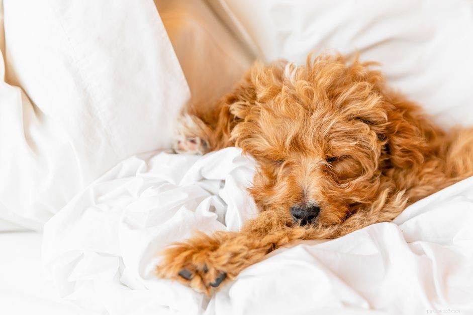 Why Dogs Build Nests: Signs of Pregnancy and How to Manage the Behavior