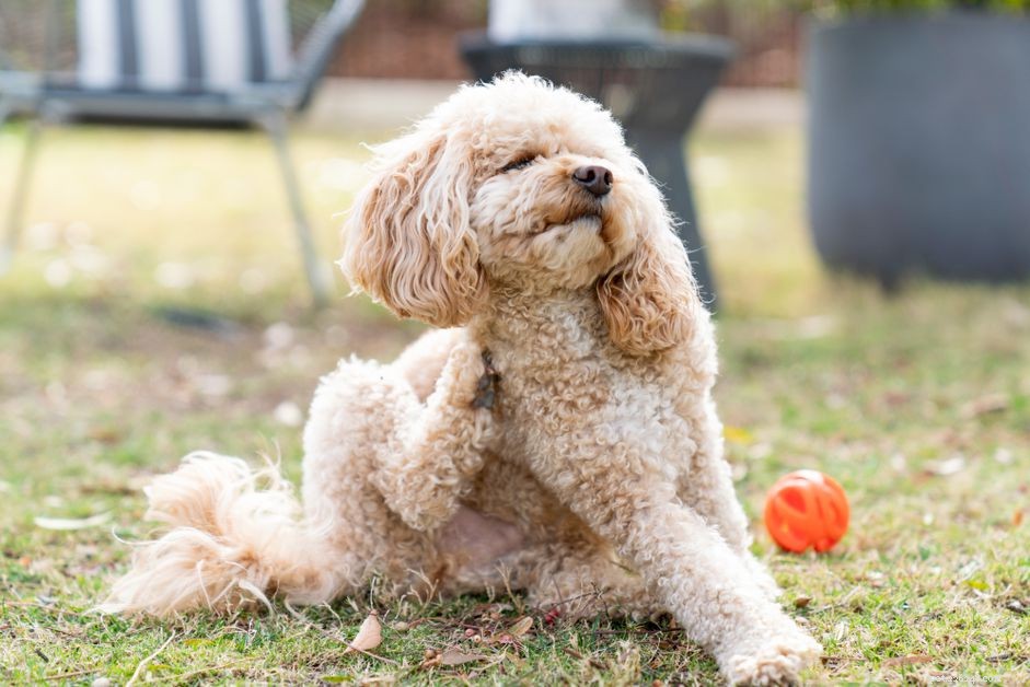7 Proven Natural Remedies to Relieve Itchy Skin in Dogs