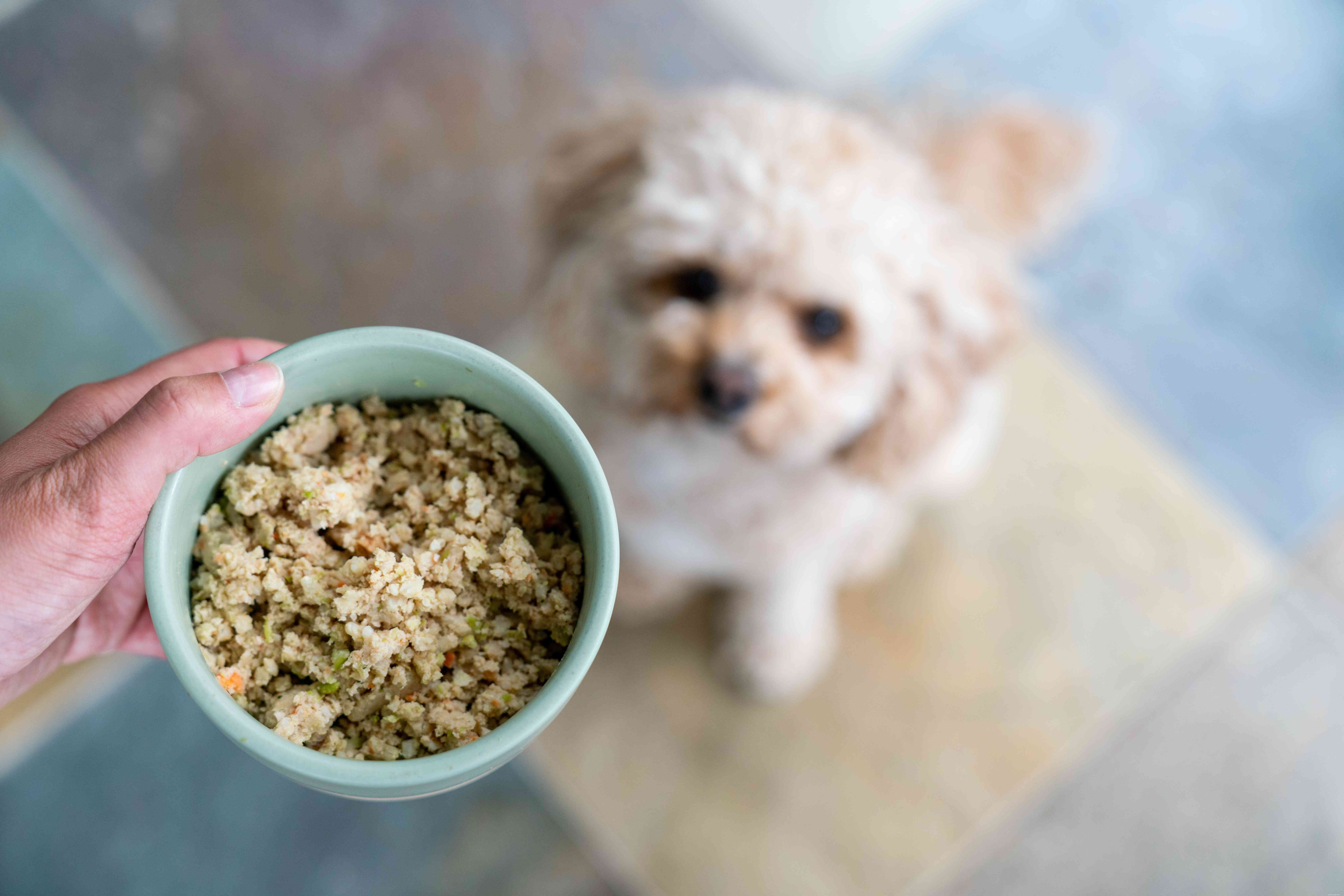 7 Proven Natural Remedies to Relieve Itchy Skin in Dogs