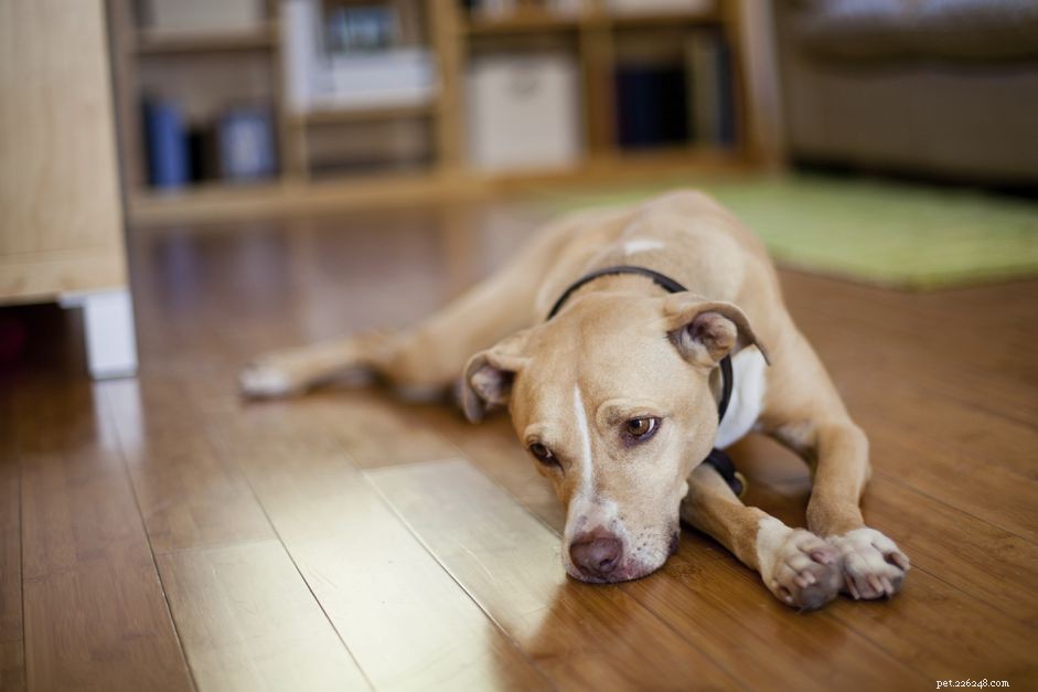 What to Do When Your Dog Experiences Cardiac Arrest