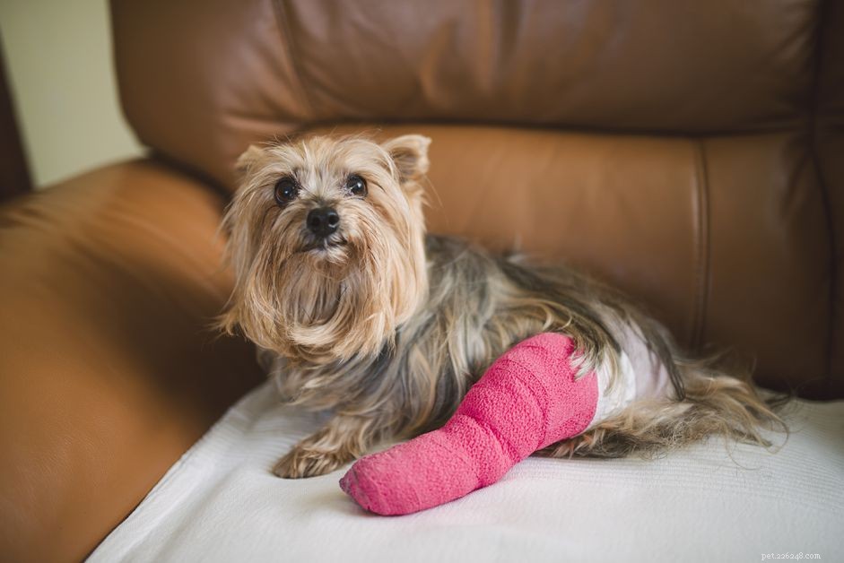 What to Do When Your Dog Gets Hurt: Common Injuries and Expert Care Tips