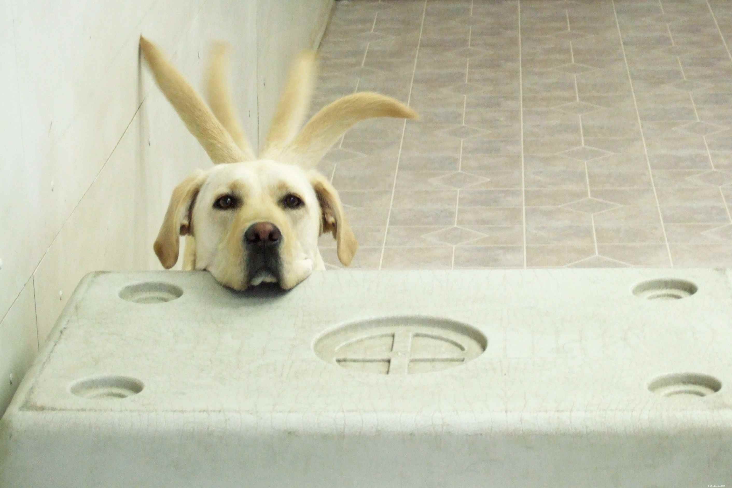 What to Do When Your Dog Gets Hurt: Common Injuries and Expert Care Tips