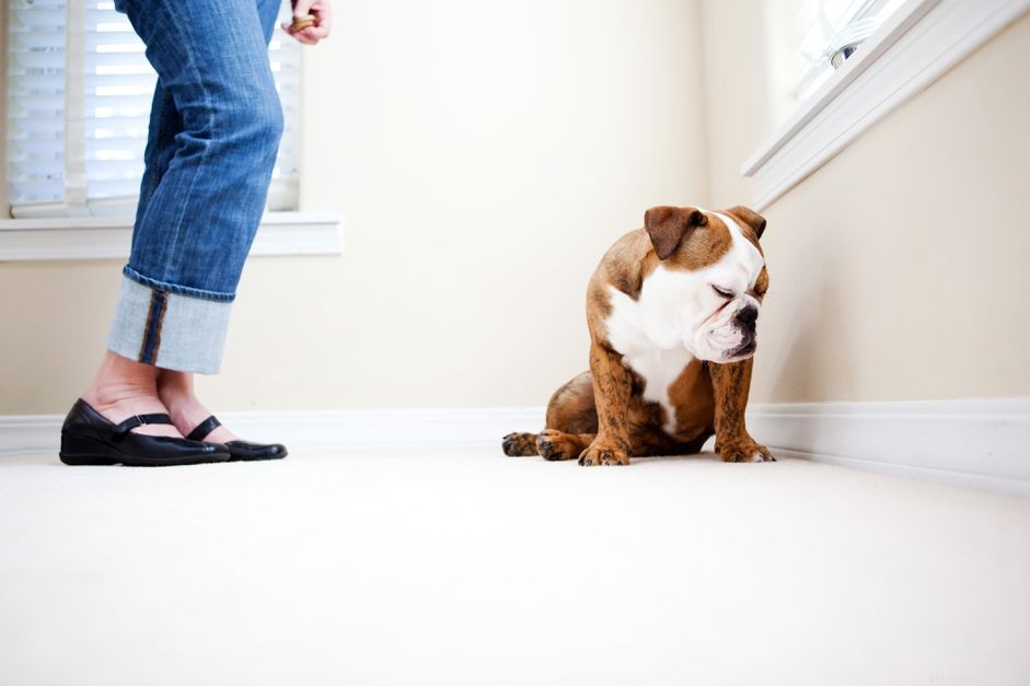 Keppra (Levetiracetam) for Effective Seizure Management in Dogs