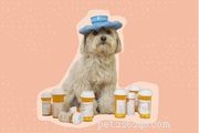 Marijuana and Dogs: What Every Owner Should Know About Safety and Exposure