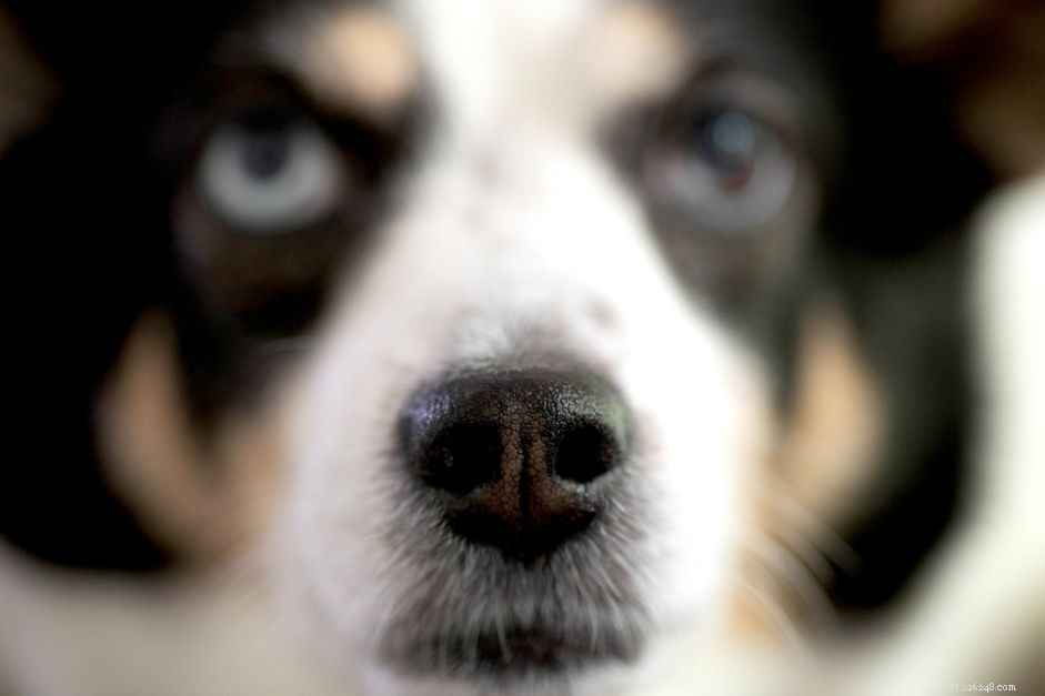 What Your Dog’s Nose Reveals About Its Health – Debunking Myths
