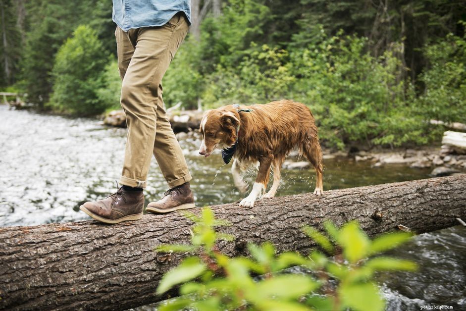 Removing Poison Ivy, Oak, and Sumac from Pets