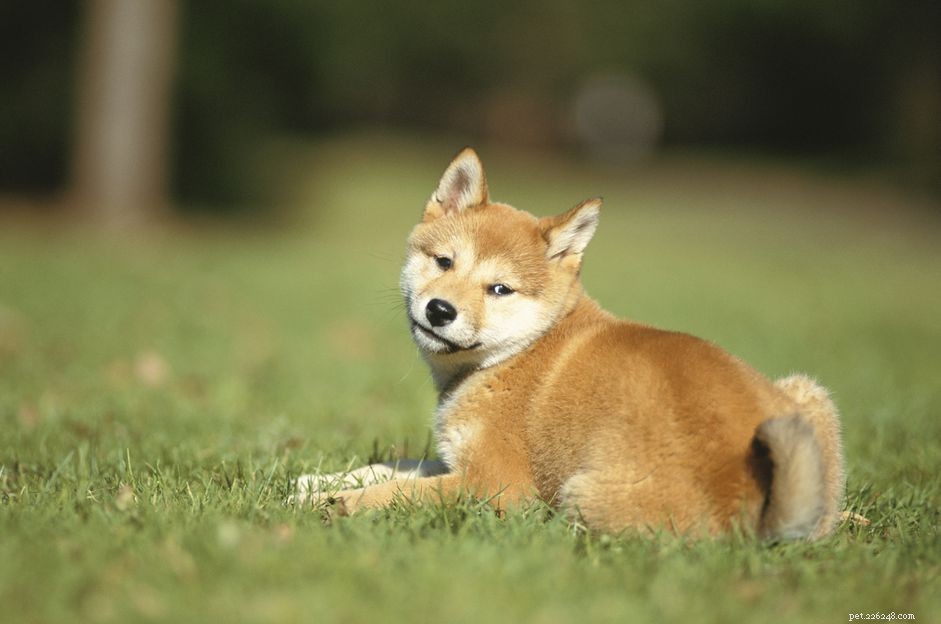 Understanding and Managing Dog Flatulence: Causes, Symptoms, and Solutions