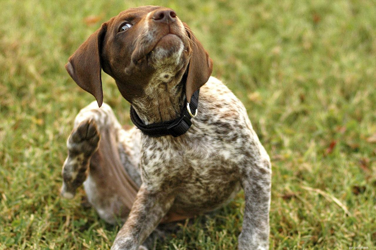 10 Essential Dog Health Problems Every Owner Should Know