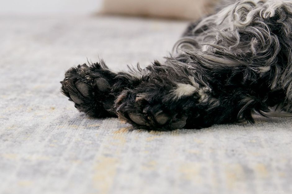 Understanding the Corn‑Chip Smell in Your Dog s Paws: Causes and Solutions