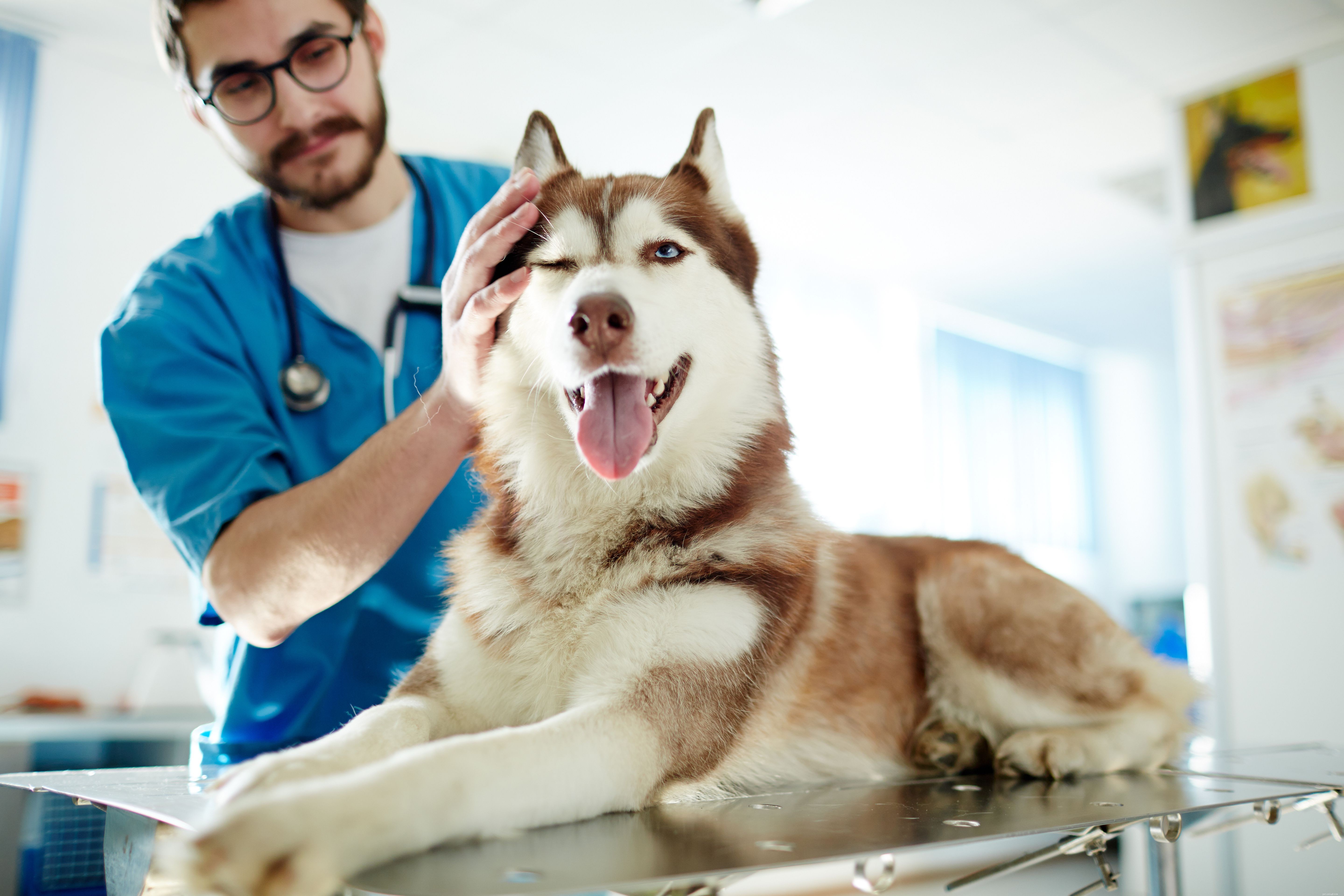 10 Essential Dog Health Problems Every Owner Should Know
