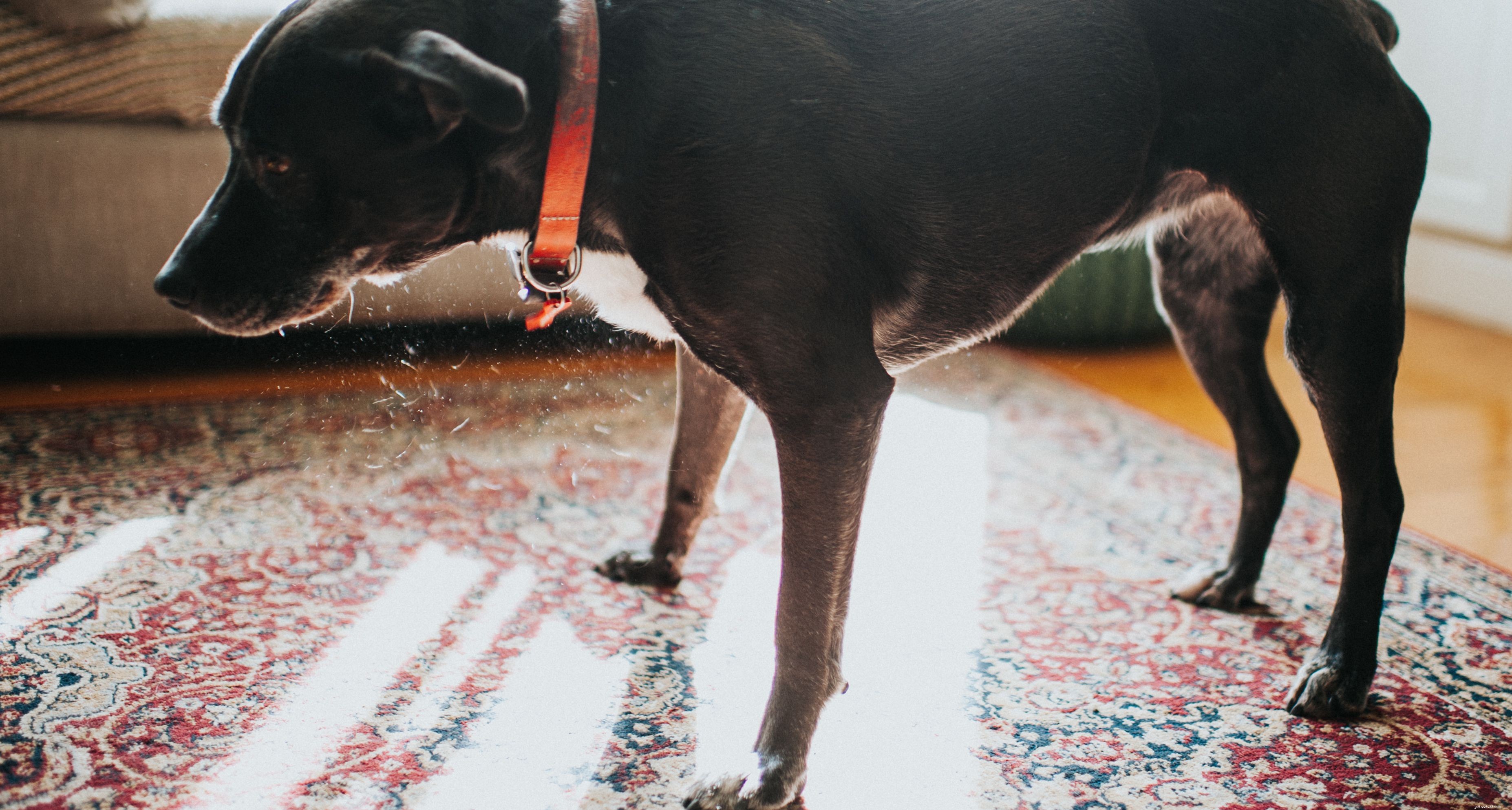 10 Essential Dog Health Problems Every Owner Should Know